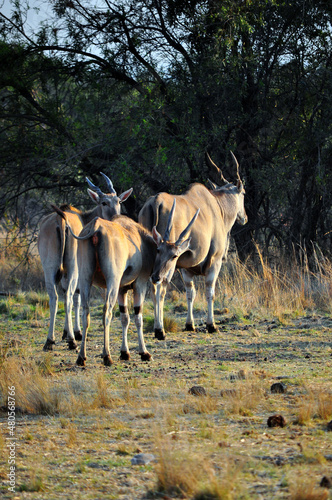 wild animals