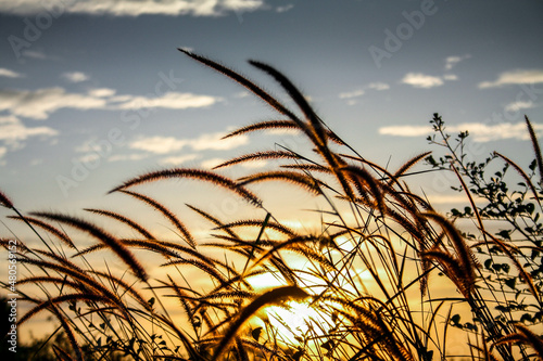 Reed grass flower in the sunset