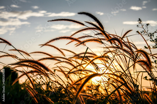 Reed grass flower in the sunset