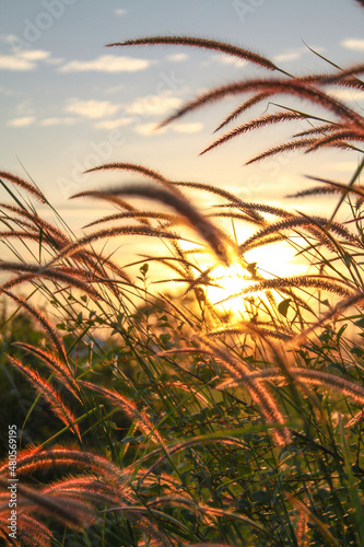 Reed grass flower in the sunset