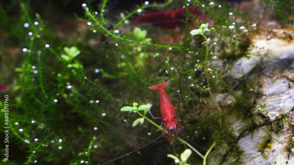 adult active nano shrimp search, eat detritus and algae from java moss