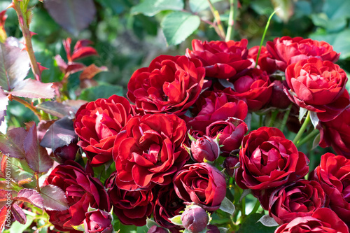 Dark red rose Lavaglut blooming in the garden. Beautiful flowers with sunshine.
