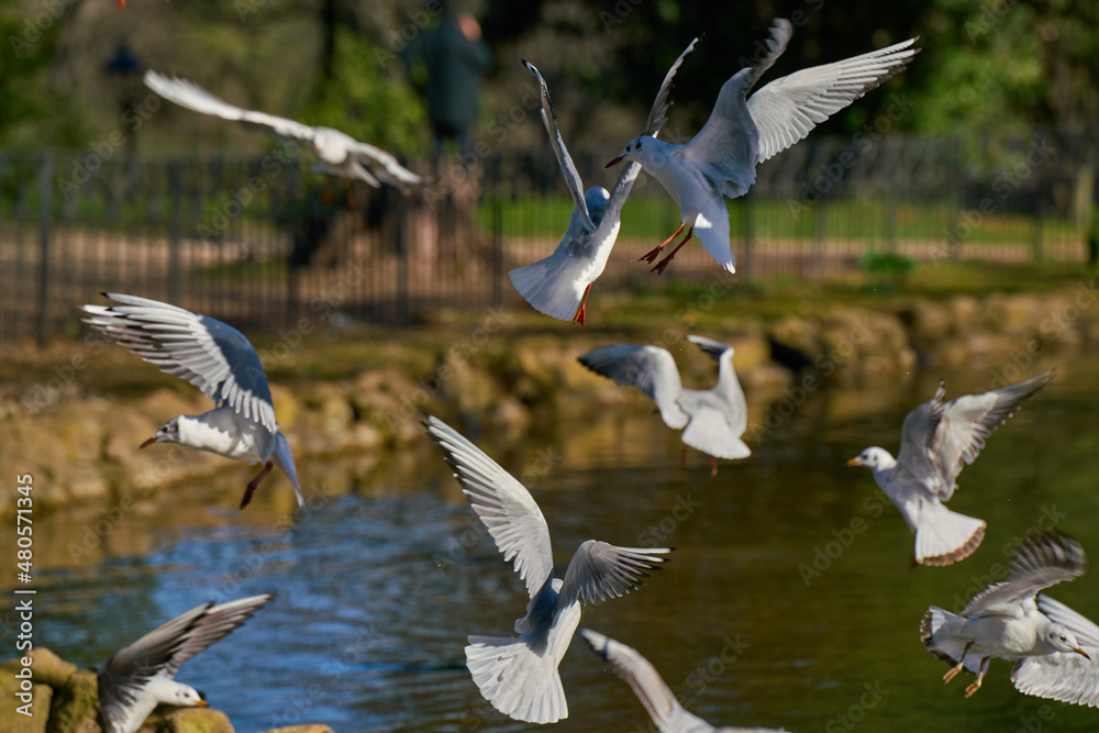 Seagulls flying over a pond at Villa Borghese city park in Rome
Seagulls flying over a pond at Villa Borghese city park in Rome