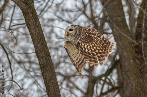 Barred Owl flying in forest