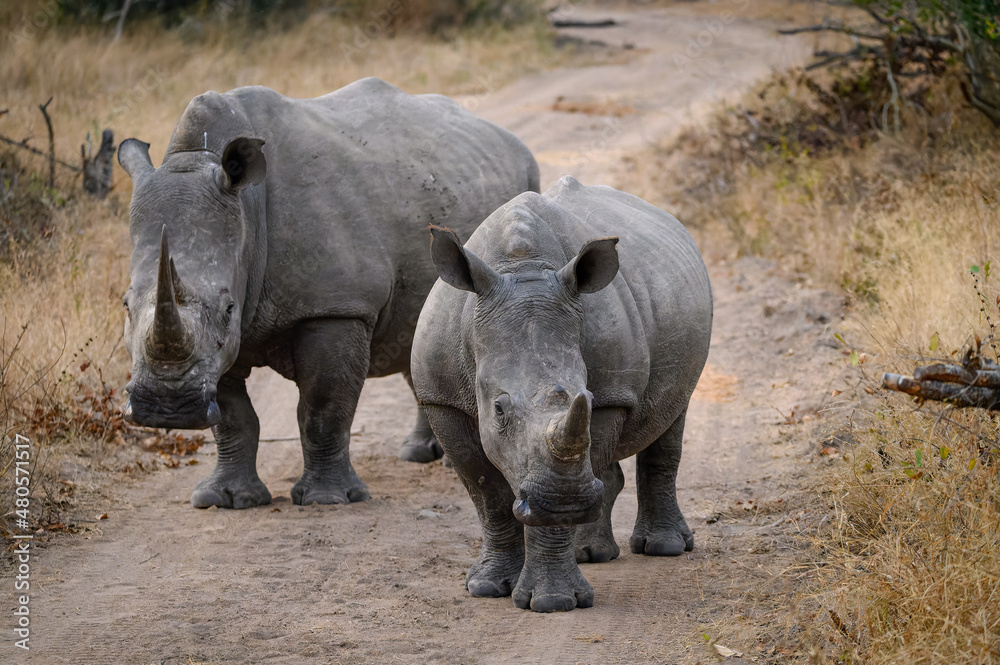 Rhino mom and child checking us out as we sat on our safari vehicle admiring them - Sabie Sands Game Reserve, South Africa. Rhino mom and child checking us out as we sat on our safari vehicle admiring them - Sabie Sands Game Reserve, South Africa.