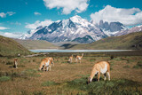 Herd of guanacos grazing in a meadow with snowy mountains in the background in the Torres del Paine area in Chilean Patagonia
