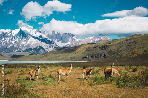 Herd of guanacos grazing in a meadow with snowy mountains in the background in the Torres del Paine area in Chilean Patagonia