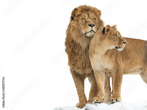 Fotografie, Obraz Lion and lioness isolated on white background