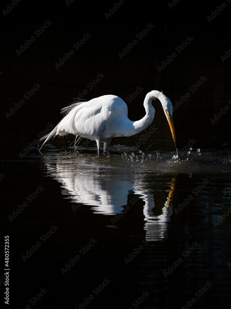 great white egret fishing in a pond