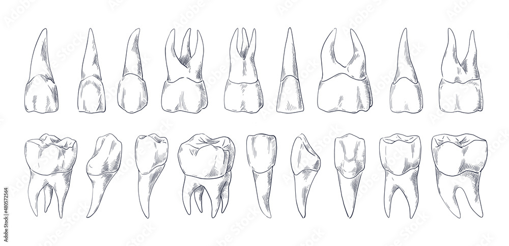How to Draw Teeth I Pen and pencil drawing  Udemy