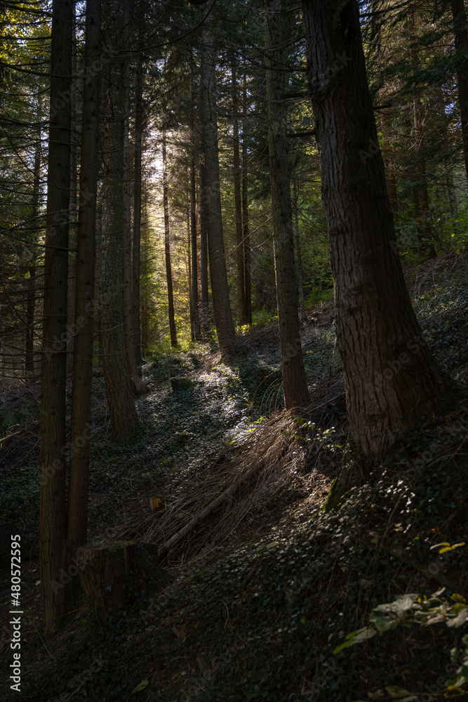 Obraz premium au coeur de la Forêt sombre