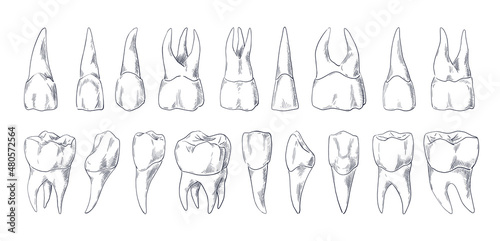 Teeth sketch. Hand drawn different types of human tooth collection. Dentist graphic template. Engraving fangs and molars. Dental oral care. Toothache treatment. Vector stomatology set