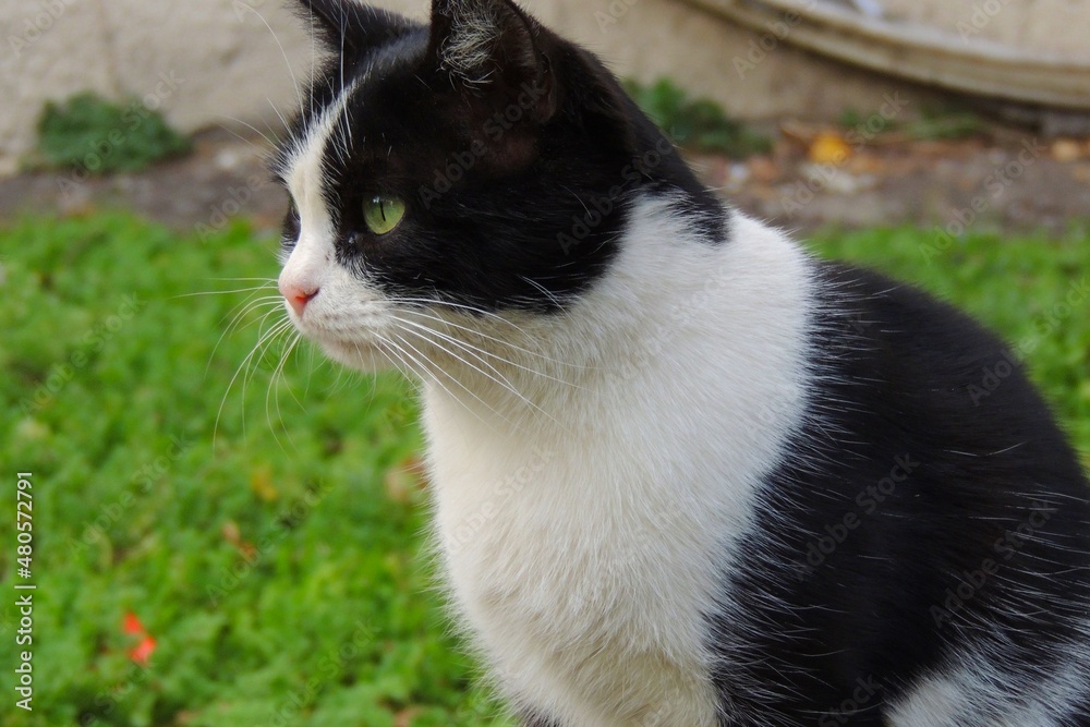black and white cat black and white cat