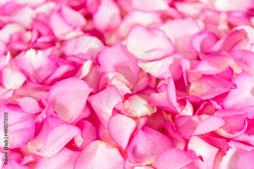 Rose petals © arinahabich