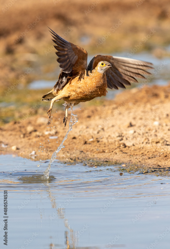Fototapeta premium Burchell's Sandgrouse in the Kgalagadi