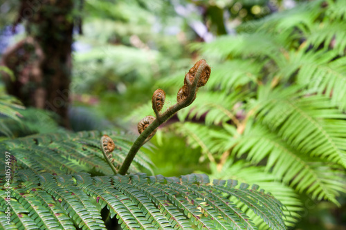 Small flowering fern in botanical garden.