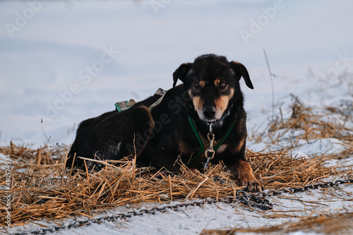 The Northern sled dog breed Alaskan Husky is chained to steak out in snow in winter before start of race. Black and red dog is lying on dry hay and gaining energy for fast cross country run.