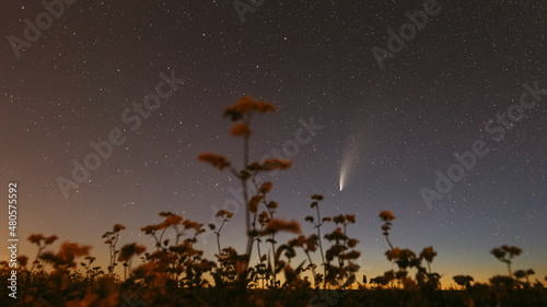 Comet Neowise C 2020 F3 In Night Starry Sky Above Flowering Buckwheat. Night Stars In July Month. Comet At A Distance Of 104 Million Kilometres. 4K Timelapse Hyperlapse Hyper lapse, motion