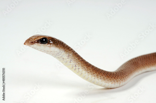 Rufous Beaked Snake // Schnabelnasennatter (Rhamphiophis rostratus)
