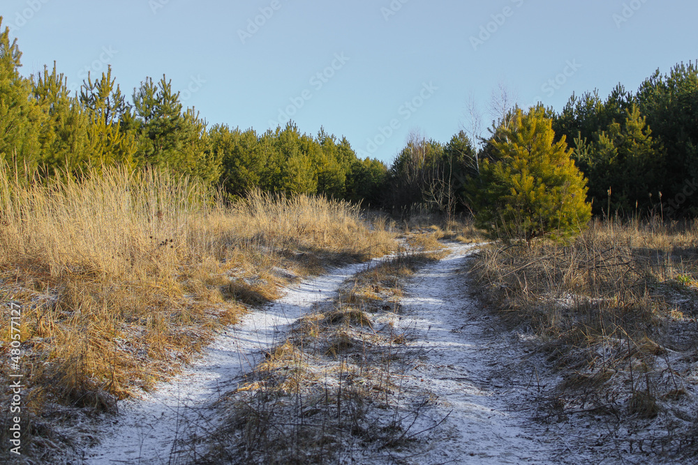 A road surrounded by many pine trees A road surrounded by many pine trees
