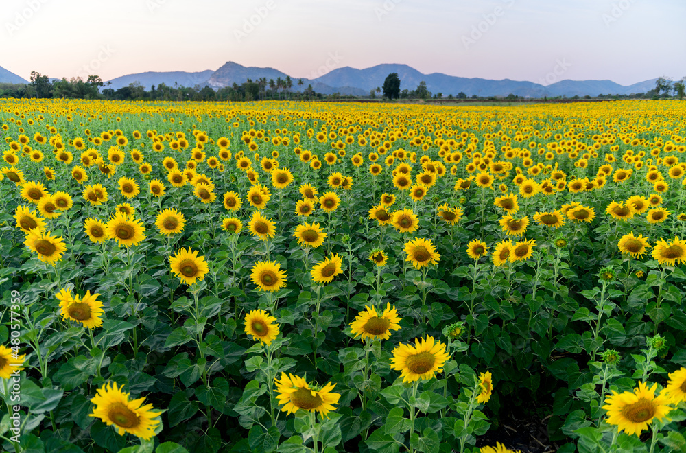 Beautiful sunflower field with mountain and sunset sky,