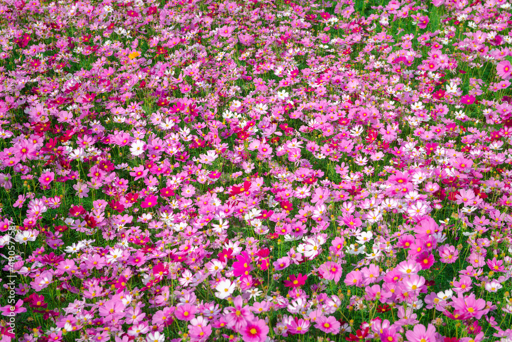 beautiful cosmos flower in garden, colorful cosmos flower  background,