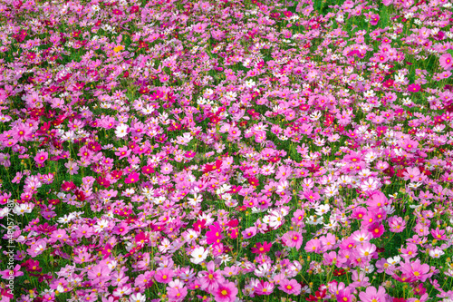 beautiful cosmos flower in garden, colorful cosmos flower background,