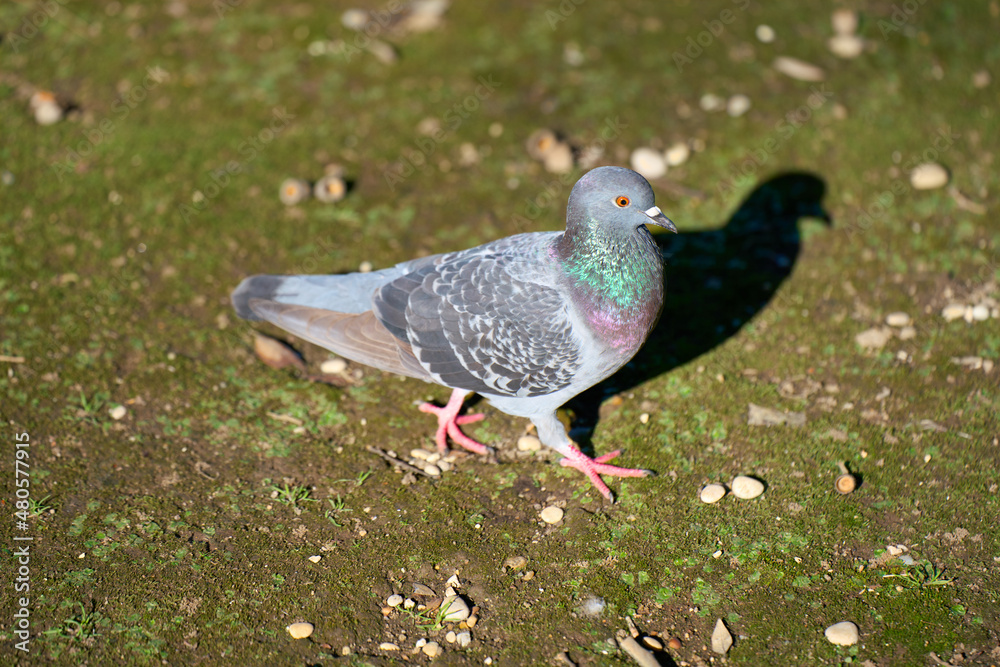 A pigeon walking in a city park A pigeon walking in a city park