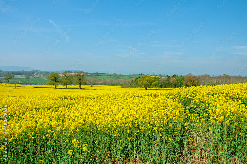 Obraz premium Yellow fields of summer.