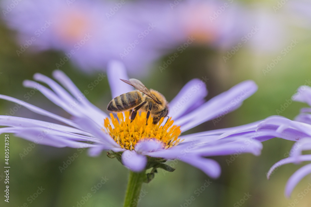 Aster alpinus or Alpine aster purple or lilac flower with a bee collecting pollen or nectar. Purple flower like a daisy in flower bed. Aster alpinus or Alpine aster purple or lilac flower with a bee collecting pollen or nectar. Purple flower like a daisy in flower bed.