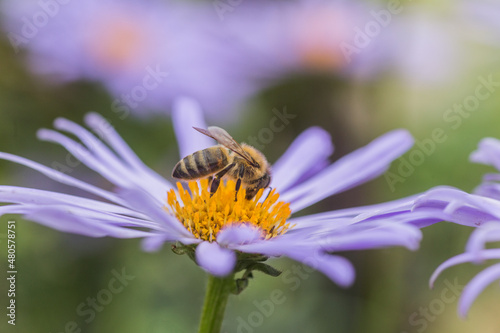 Aster alpinus or Alpine aster purple or lilac flower with a bee collecting pollen or nectar. Purple flower like a daisy in flower bed.