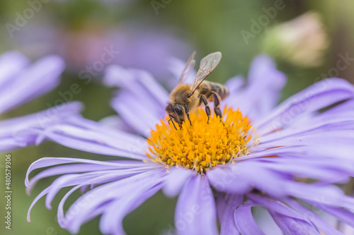 Aster alpinus or Alpine aster purple or lilac flower with a bee collecting pollen or nectar. Purple flower like a daisy in flower bed. © Maryna