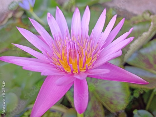 Beautiful Pink and purple lotus in the pond