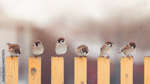flock of small sparrow birds are sitting on a wooden fence in the village