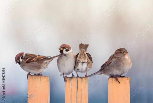 four small sparrow birds are sitting on a wooden fence in the village