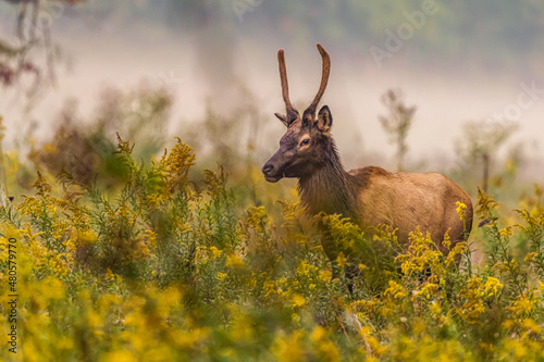 Male elk with new antlers photo