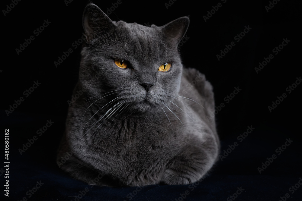 Fototapeta premium A gray Shorthair cat with yellow eyes looking at the camera. British shorthair cat with blue-gray fur and yellow eyes.