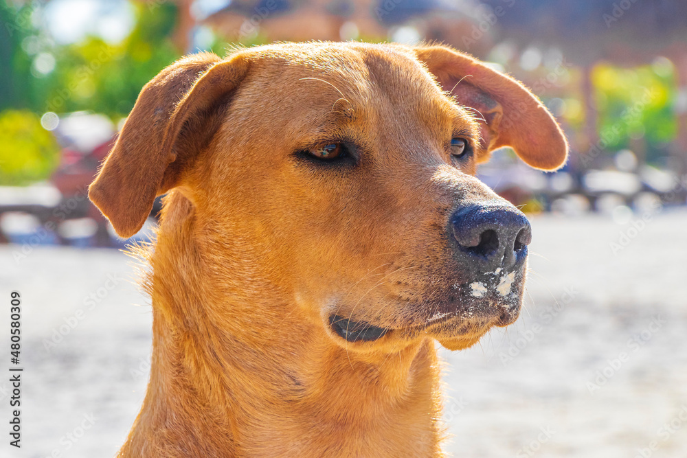Mexican cute brown dog on the beach Holbox island Mexico.