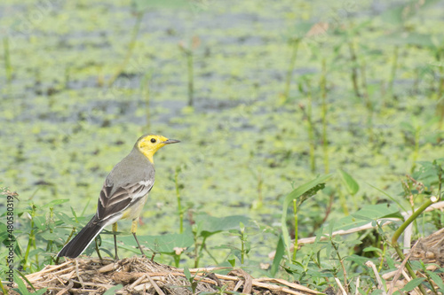 Yellow wagtail bird, scientific name - Motacilla flava, sitting on wetland ground. It is the early winter bird of India. Stock image shot at daytime, West Bengal, Kolkata, India.