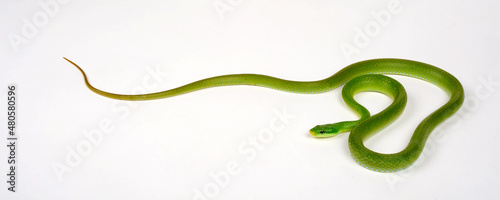 Green trinket snake, green bush rat snake // Grüne Strauchnatter, Grüne Spitzkopfnatter (Gonyosoma prasinum) photo