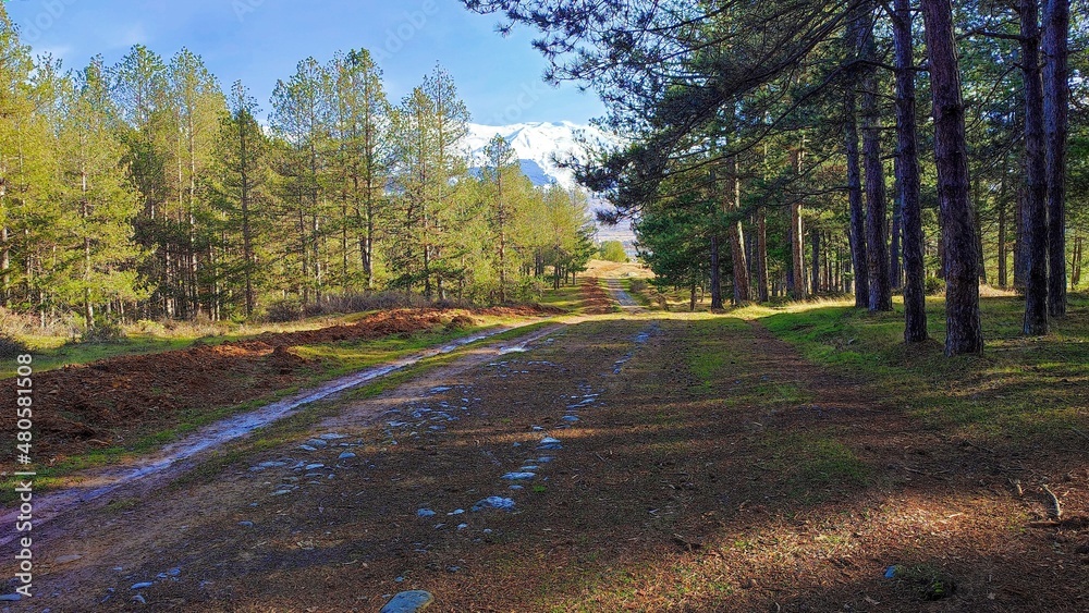 Obraz premium road in the woods