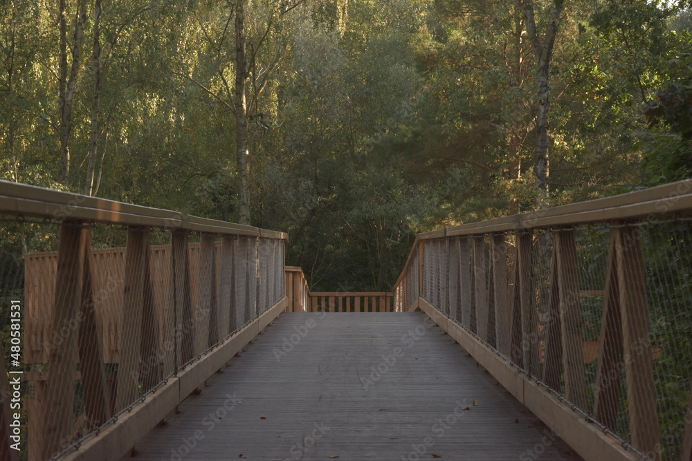 bridge and forest