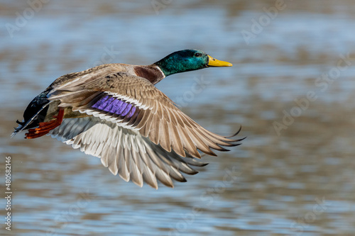 Male Mallard Duck in Flight