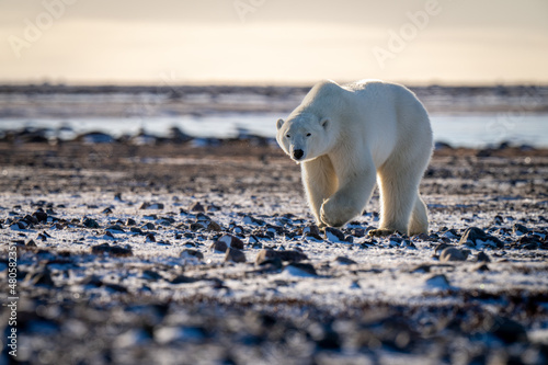 Obraz na plátně Polar bear walks over tundra in sunshine