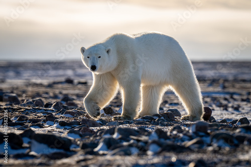 Polar bear walks across tundra eyeing camera
