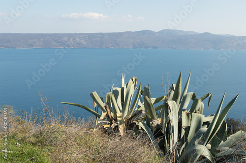 Agave plants, Agave americana, on the edge the hill looking at the blue Adriatic sea and the island of Cres, in Brsec, Croatia