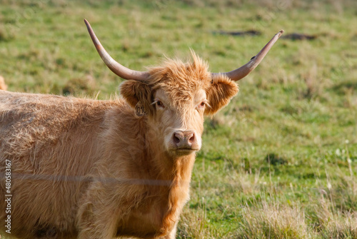 Scotland cattle in grassy field