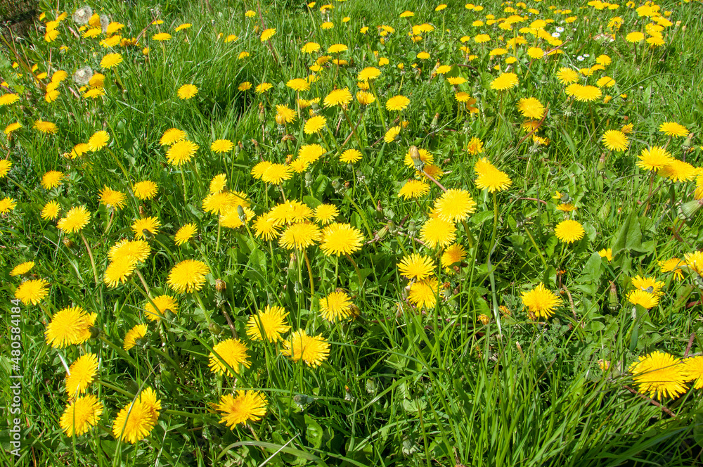 Fototapeta premium Dandelions by the roadside.