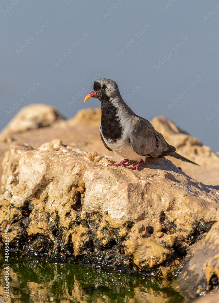 Obraz premium Male Namaqua Dove in the Kgalagadi