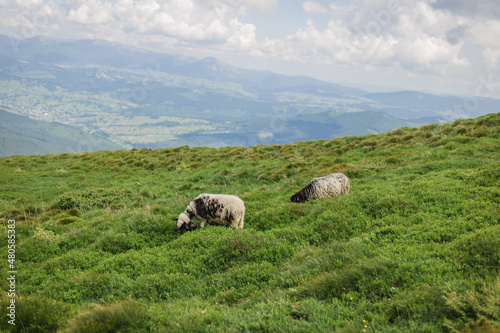 Sheeps in a meadow on green grass. Flock of sheep grazing in a hill. European mountains traditional shepherding in high-altitude fields, beautiful nature